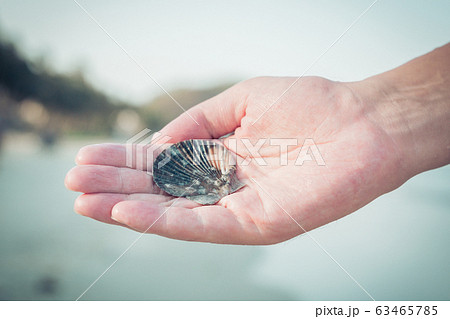 beautiful Sea shell on the man's hand 63465785