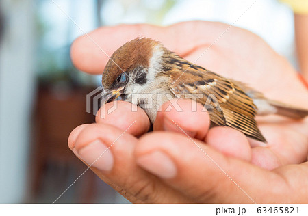 little Sparrow sitting on his hands in the little Sparrow sitting on his hands in the 63465821