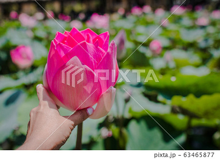 This beautiful waterlily or lotus flower is 63465877