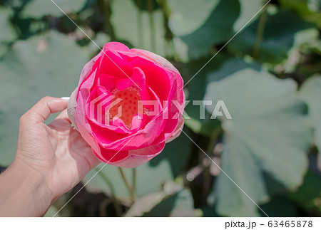 This beautiful waterlily or lotus flower is 63465878