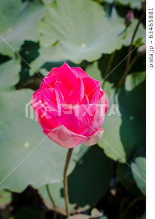 This beautiful waterlily or lotus flower is 63465881