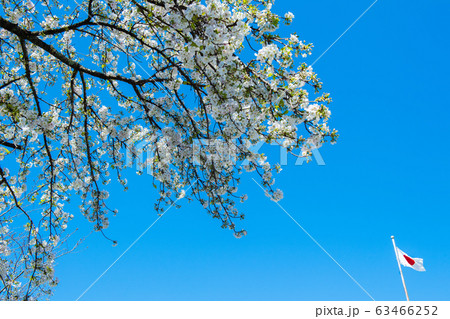 日本と桜 63466252