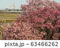東海道新幹線N700系と河津桜 63466262