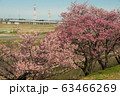 東海道新幹線と桜並木 63466269