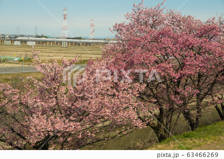 東海道新幹線と桜並木 63466269