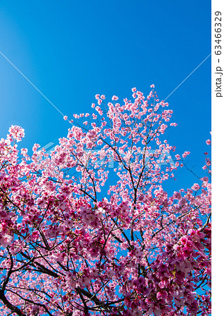 桜 桜 63466329