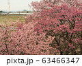 東海道新幹線と河津桜 63466347