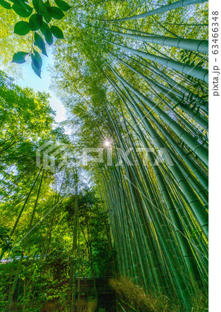 京都 祇王寺 竹林 京都 祇王寺 竹林 63466348
