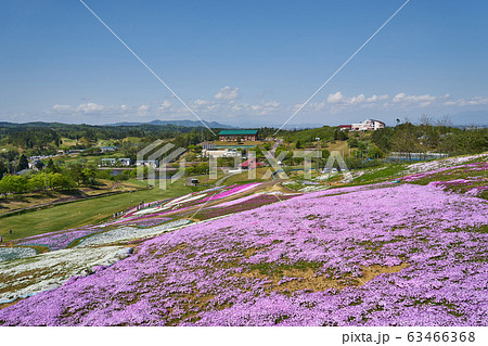 秋田県横手市 大森公園の芝桜 秋田県横手市 大森公園の芝桜 63466368