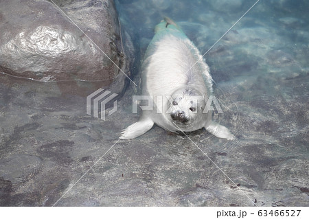 アザラシ 子供 赤ちゃん おたる水族館 北海道 小樽市 おたるの写真素材