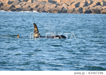 Orca killer whale inside Genoa Habor in 63467296
