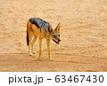 セグロジャッカル 63467430