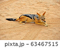 セグロジャッカル 63467515
