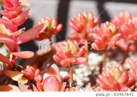 多肉植物 セダム 虹の玉の写真素材