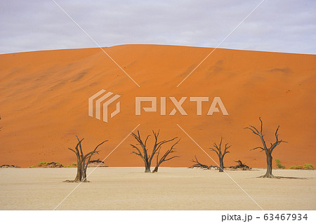 デッドフレイ 63467934