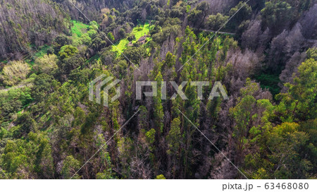 Burned trees in the park on the mountain Monchique. Aerial view. Portugal Algarve Burned trees in the park on the mountain Monchique. Aerial view. Portugal Algarve 63468080