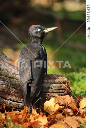 European black woodpecker Dryocopus martius female 63468436