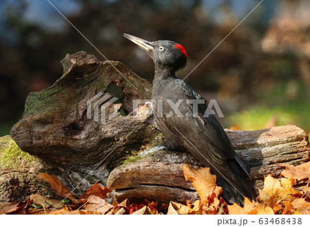 European black woodpecker Dryocopus martius female European black woodpecker Dryocopus martius female 63468438