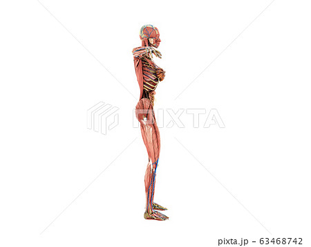 A female body anatomy for books 3d ilustration on 63468742