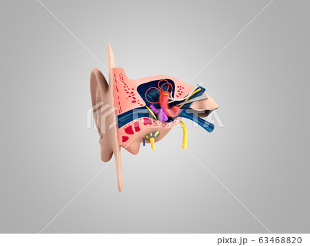 Human ear structure medical educational science 3d 63468820