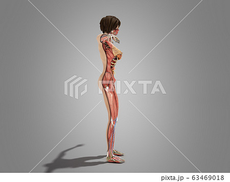 A female layer body anatomy for books 3d 63469018