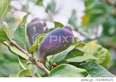 オオイタビの実 63469325