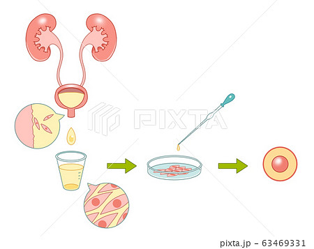 腎臓からの細胞の培養のイラスト素材