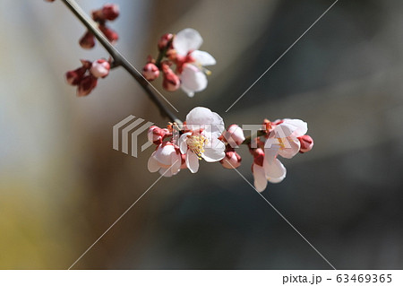 花 花びら つぼみ 63469365