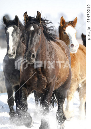 北海道の馬 北海道の馬 63470210