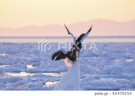 オオワシ 63470254