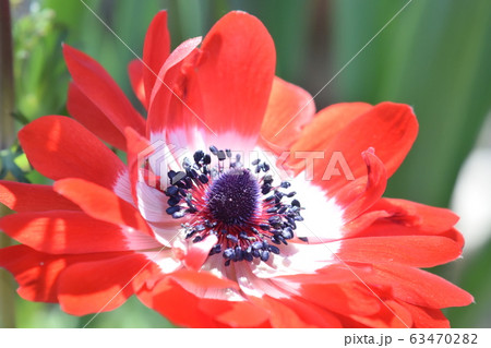 アネモネ君を愛す 63470282