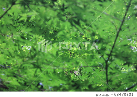 青紅葉 ☆~☆☆アオモミジ☆☆~☆ 青紅葉 ☆~☆☆アオモミジ☆☆~☆ 63470301