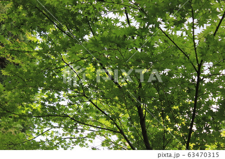 青紅葉 ☆~☆☆アオモミジ☆☆~☆ 青紅葉 ☆~☆☆アオモミジ☆☆~☆ 63470315