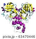 3D structure of coronavirus SARS-CoV-2 main 63470446