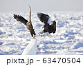 オオワシ 63470504