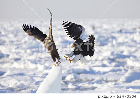 オオワシ オオワシ 63470504