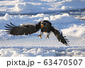 オオワシ 63470507