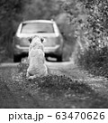 Abandoned dog breed Labrador Retriever 63470626