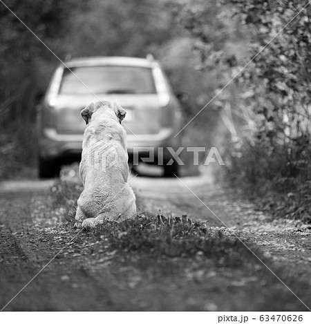Abandoned dog breed Labrador Retriever 63470626