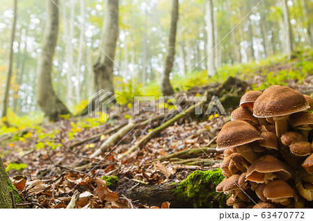 Mushrooms on tree trunk. Autumn landscape. Brown Mushrooms on tree trunk. Autumn landscape. Brown 63470772