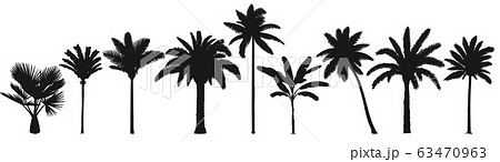 Palm trees silhouette. Retro coconut trees, hand drawn tropical palm silhouettes vector set 63470963