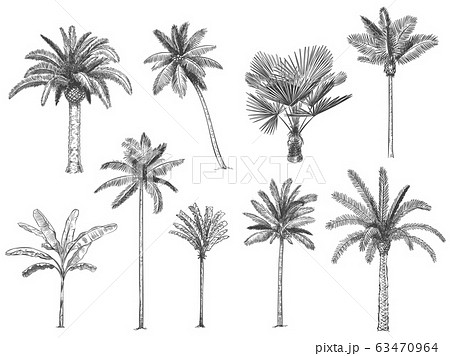 Hand drawn tropical palm trees. Vector set 63470964