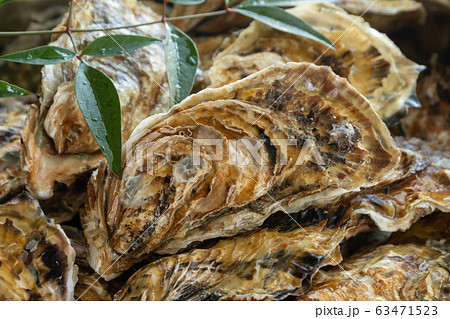 殻付き牡蠣 63471523