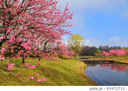 古賀総合公園 3月の花桃 古賀総合公園 3月の花桃 63471711