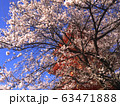 sakura and pagoda temple, Japan 63471888