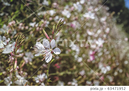 季節 花 植物 63471952