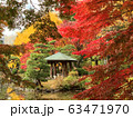 Autumn Leaves, Hibiya Park Tokyo 63471970