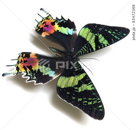 ニシキオオツバメガ 標本 世界で一番美しい鱗翅類 【公式通販】