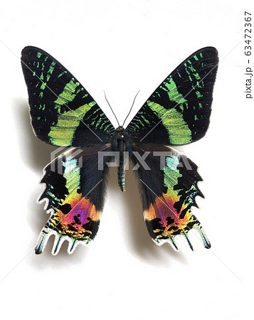 ニシキオオツバメ Chrysiridia rhipheus 63472367