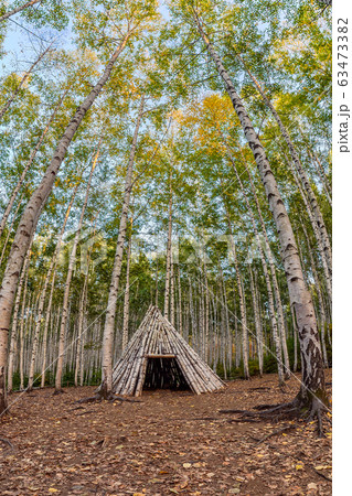 Wooden hut in Birch forest on autumn Wooden hut in Birch forest on autumn 63473382